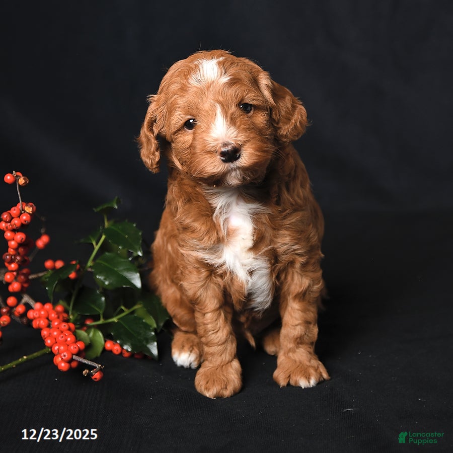 Cockapoo dogs Jubilee - Ad 41