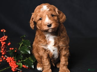 Cockapoo dogs Jubilee - Ad 41