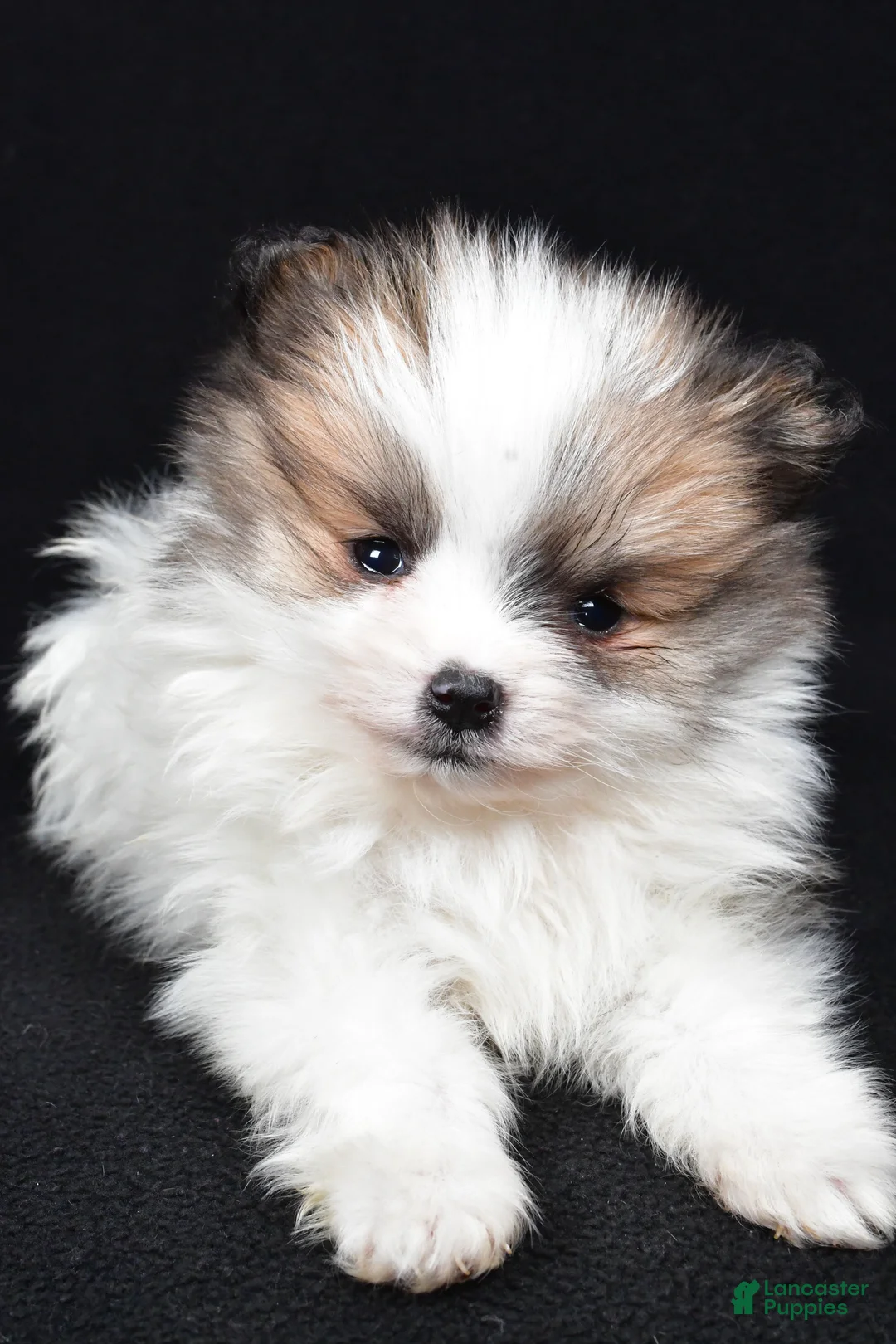 Pomeranian dogs for sale: Turbo - Ad 4