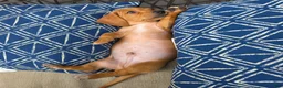 Miniature Dachshund dogs for sale: Black boy  - Ad 8