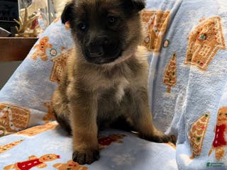 German Shepherd dogs Bella - Ad 33