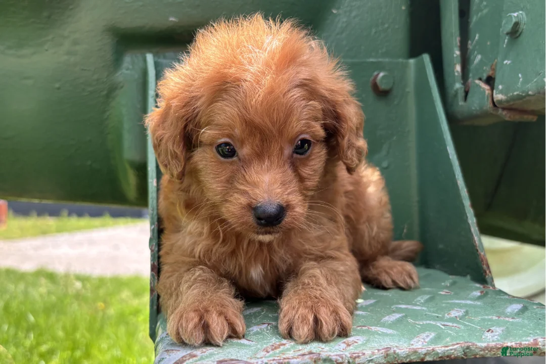 Mini Goldendoodle dogs for sale: Nathan - Ad 1