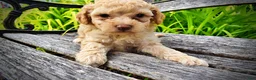 Havapoo dogs for sale: Ajax--SUMMER SALE!! $100 off listed price!!  - Ad 7