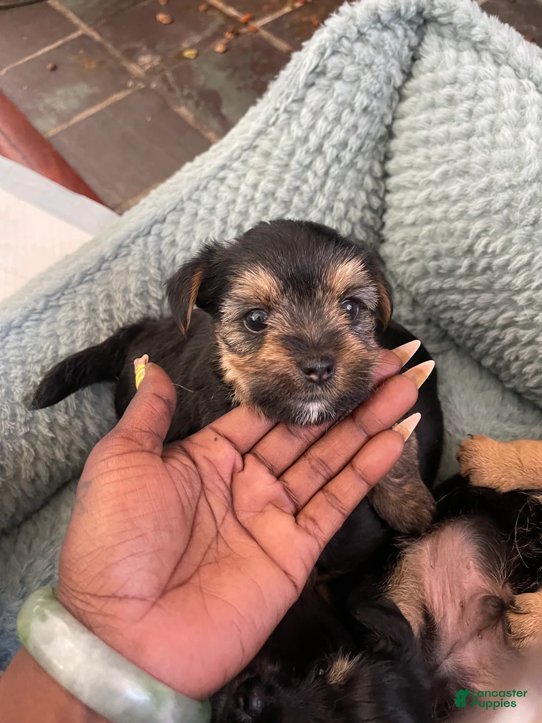Dorkie dogs for sale: Prince - Ad 2