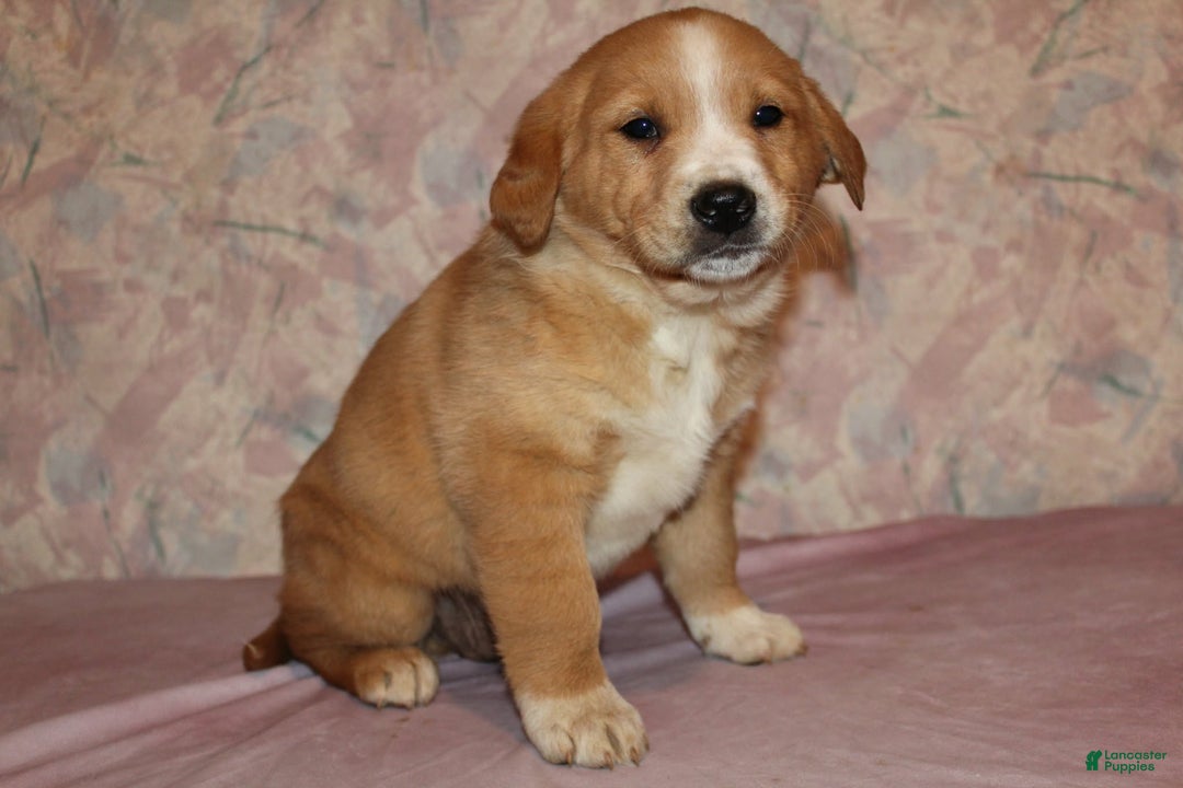Goldador dogs for sale: Copper - Ad 8