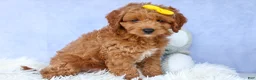 Cavapoo dogs for sale: TITUS - Ad 10
