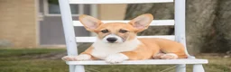 Welsh Corgi Pembroke dogs for sale: Ripley - Ad 5