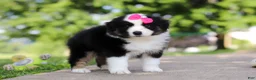 Miniature Australian Shepherd dogs for sale: Cisco - Ad 5