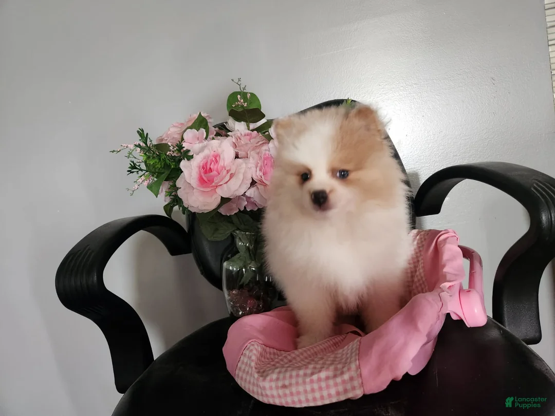 Pomeranian dogs for sale: Pomeranian Puppy 1 Pearl - Ad 1