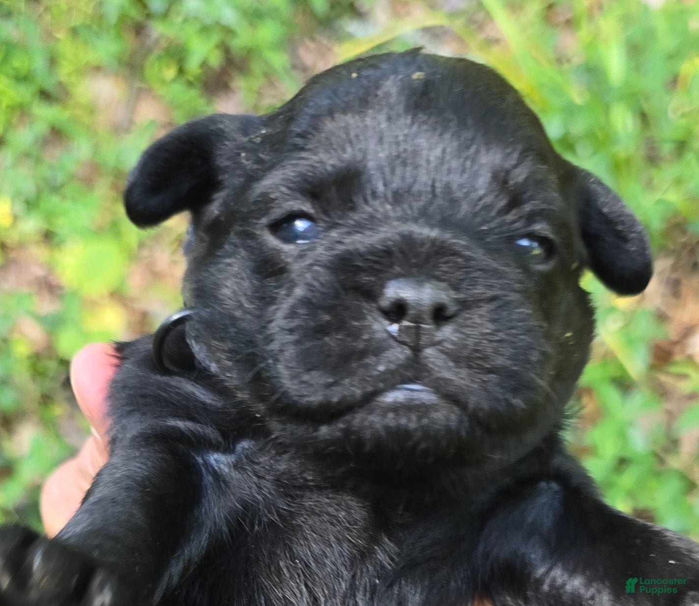 Pug dogs Brad - Ad 1