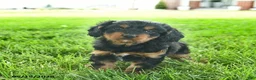 Cavapoo dogs for sale: Lulu  - Ad 3