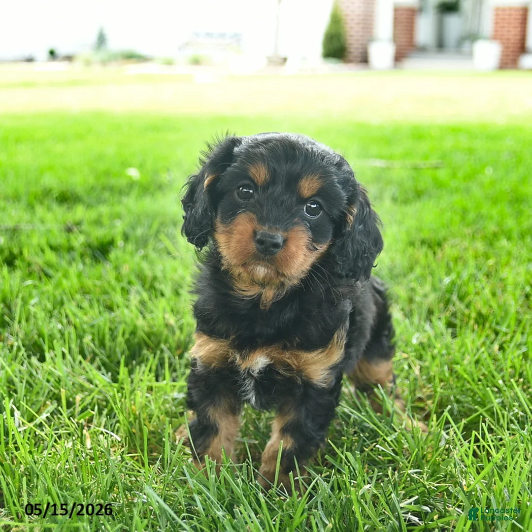 Cavapoo dogs for sale: Lulu  - Ad 3