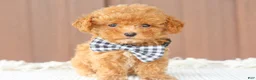 Toy Poodle dogs for sale: Maple - Ad 3