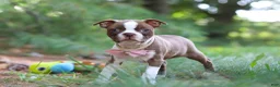 Boston Terrier dogs for sale: Precious - Ad 3