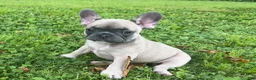 French Bulldog dogs for sale: Ruby - Ad 6