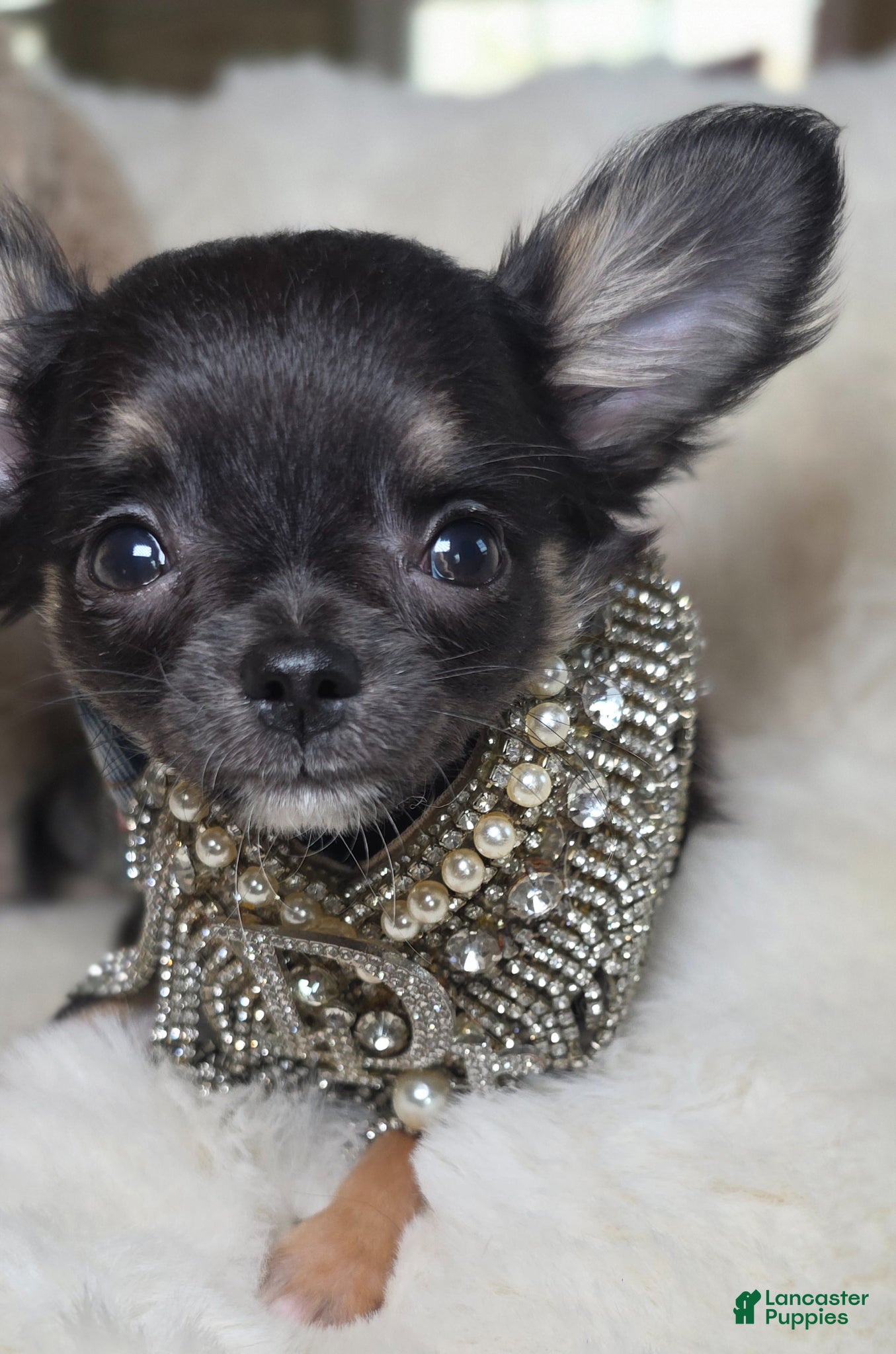 Chihuahua dogs Tiki - Ad 2