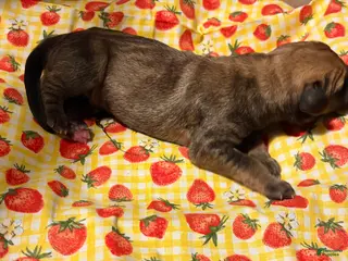 Mixed Breed dogs Green Boy - Ad 20