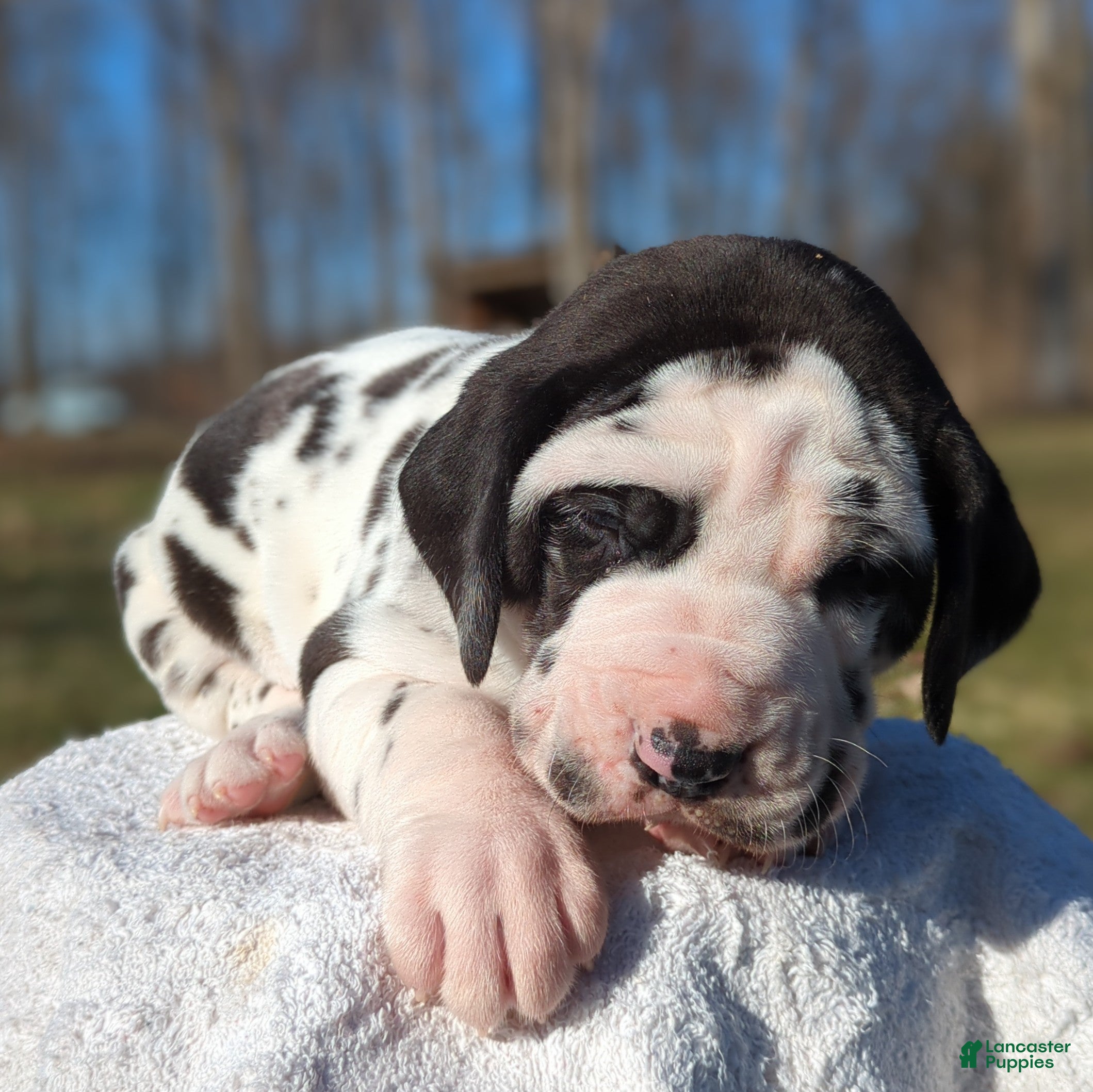 Great Dane dogs Willow - Ad 2