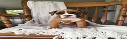 Boxer dogs for sale: Myra  - Ad 3