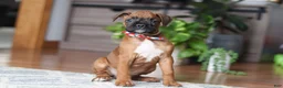 Boxer dogs for sale: Ace - Ad 3
