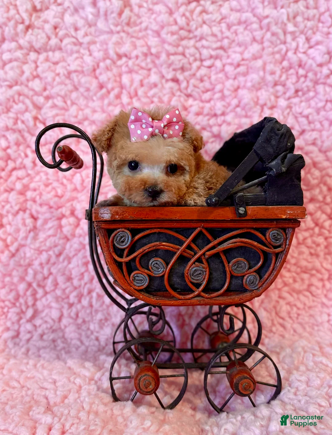 Toy Poodle dogs for sale: Munchkin tiny teacup - Ad 2