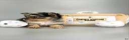 Chihuahua dogs for sale: Alani - Ad 2