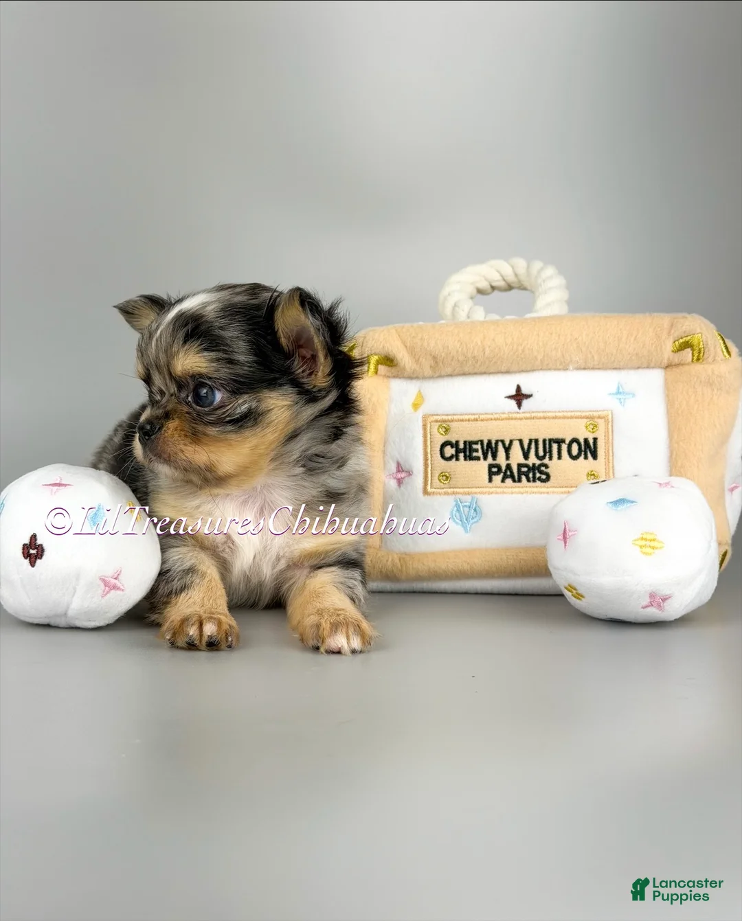 Chihuahua dogs for sale: Alani - Ad 2