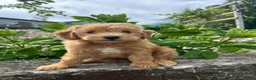 Mini Goldendoodle dogs for sale: Finn - Ad 4