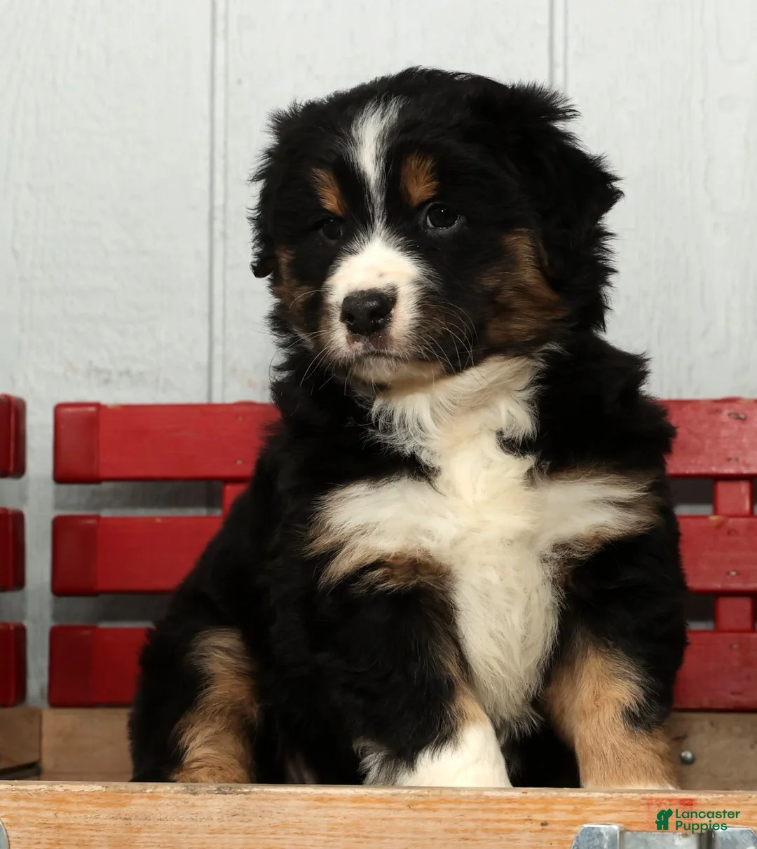 Australian Shepherd dogs for sale: Freddy - Ad 3