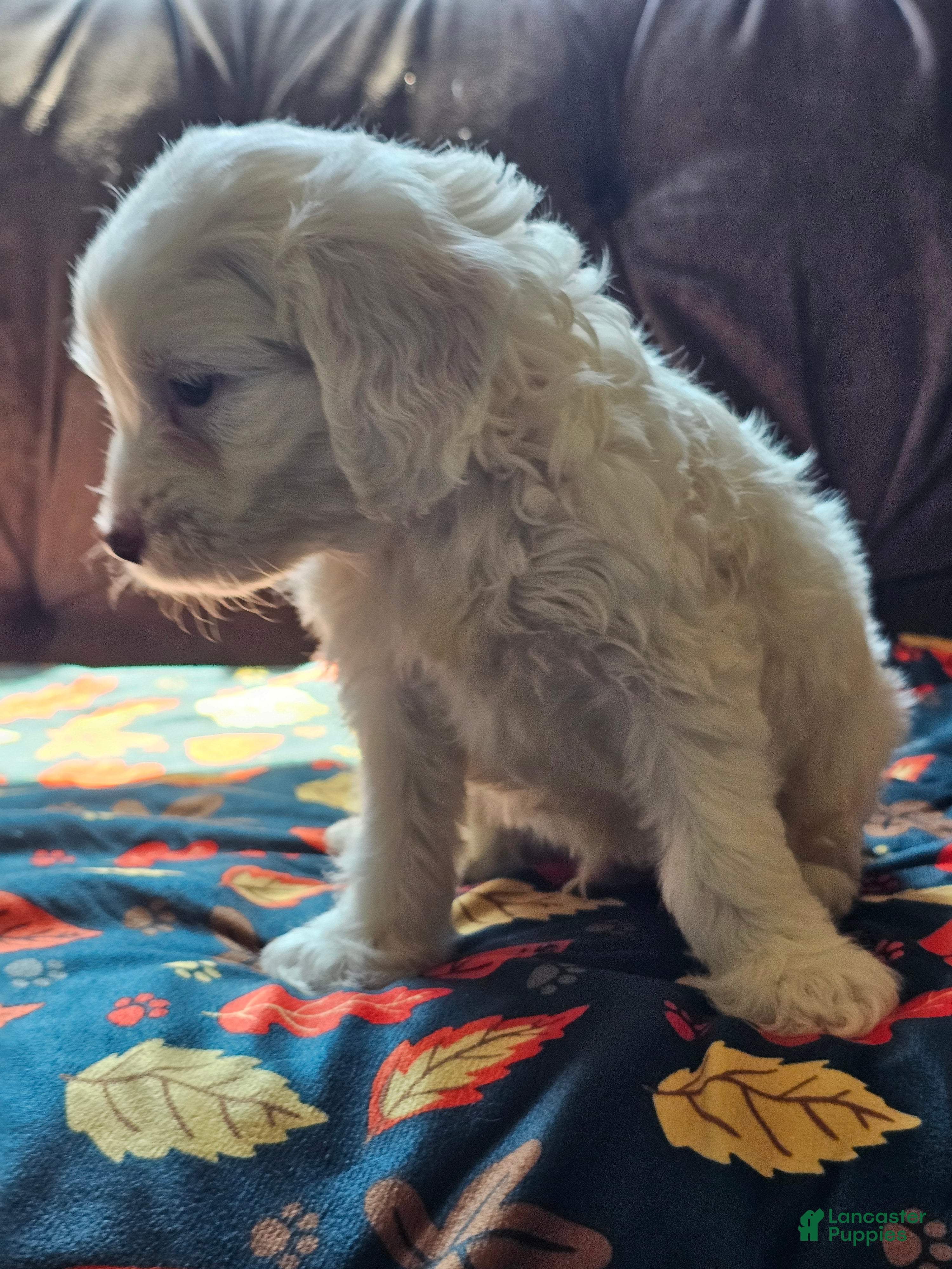 Cavapoo dogs Cavapoo 1 - Ad 2