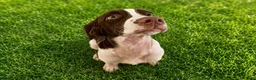 English Springer Spaniel dogs for sale: Rocky - Ad 3