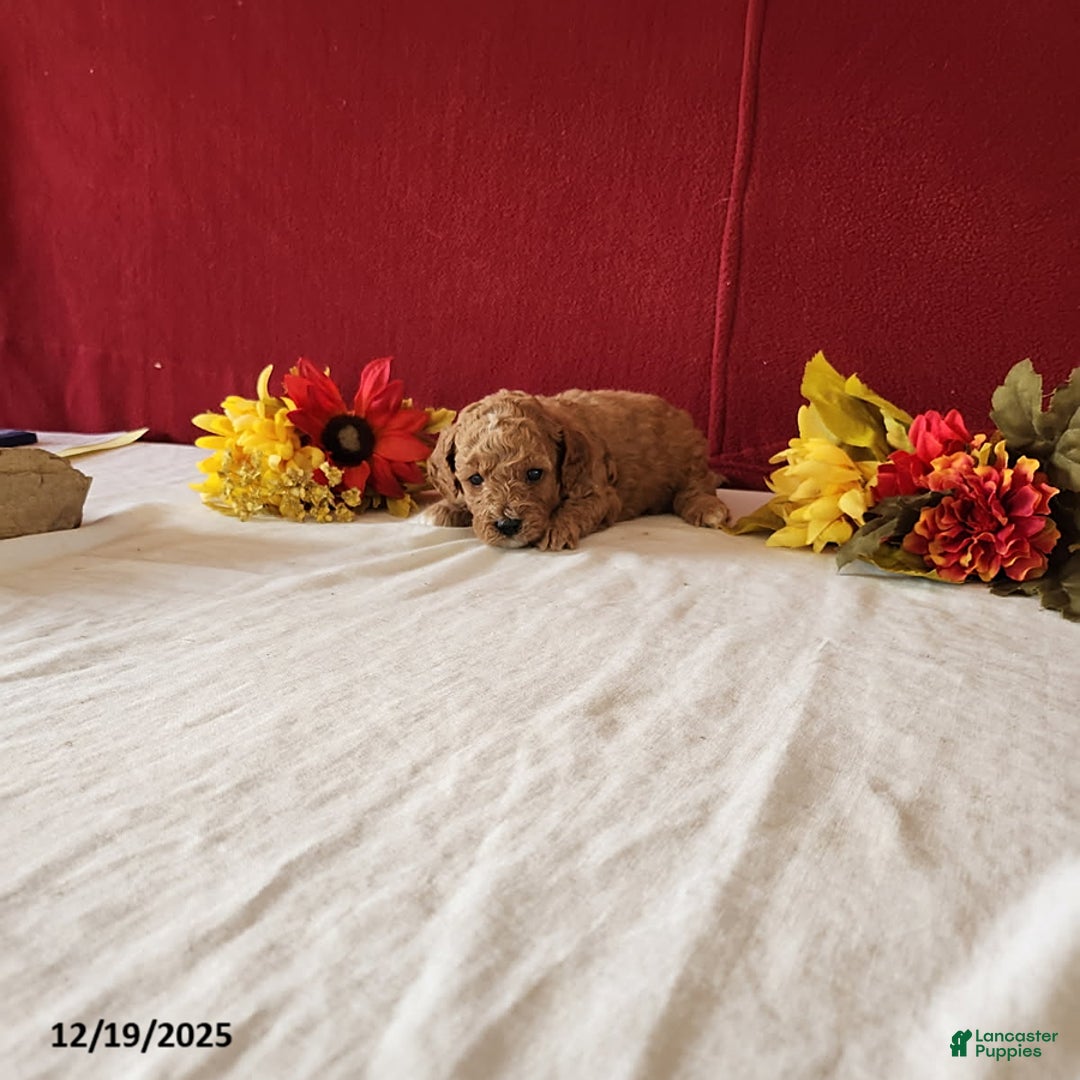 Cavapoo dogs for sale: Tribute - Ad 2