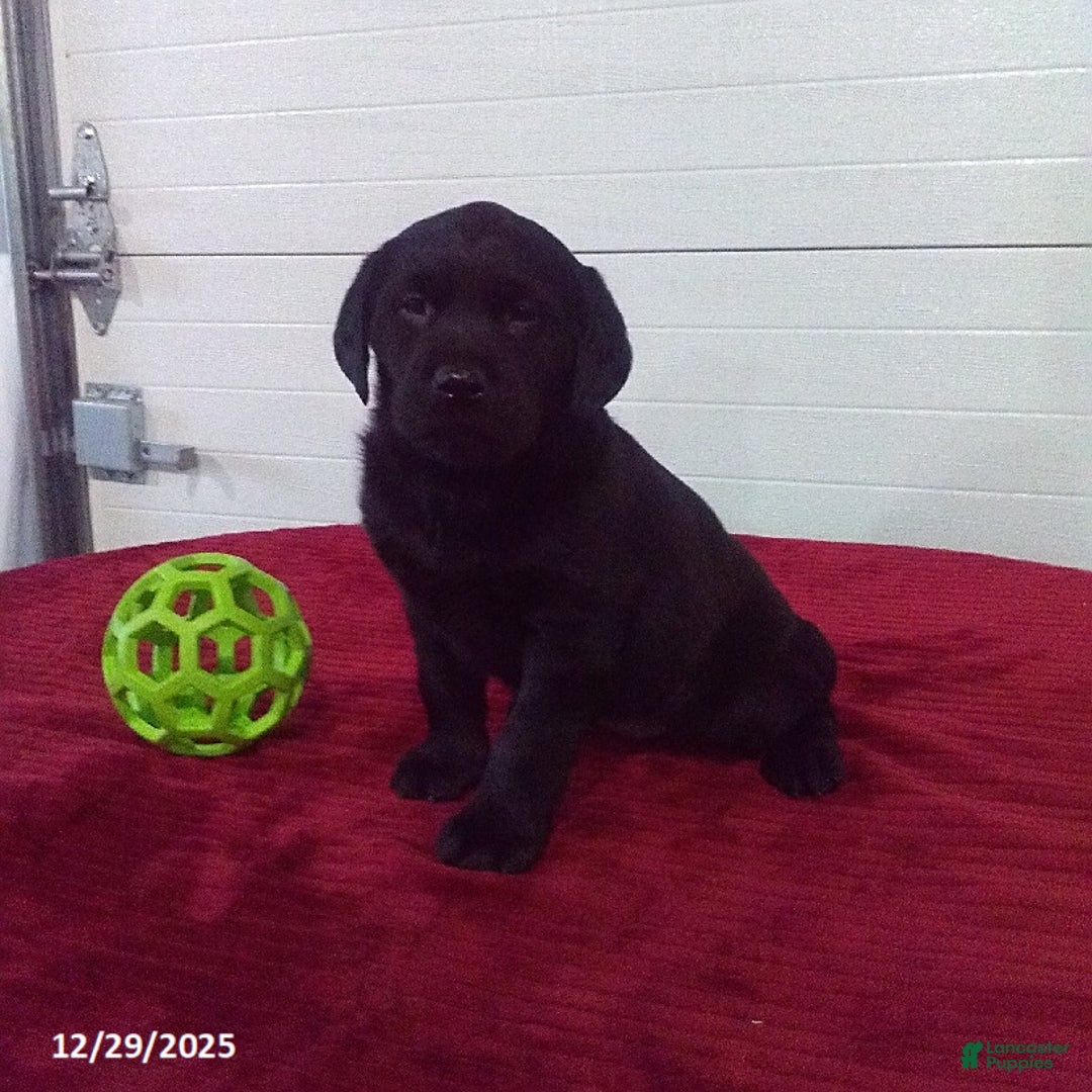 Labrador Retriever dogs for sale: Trixie - Ad 3