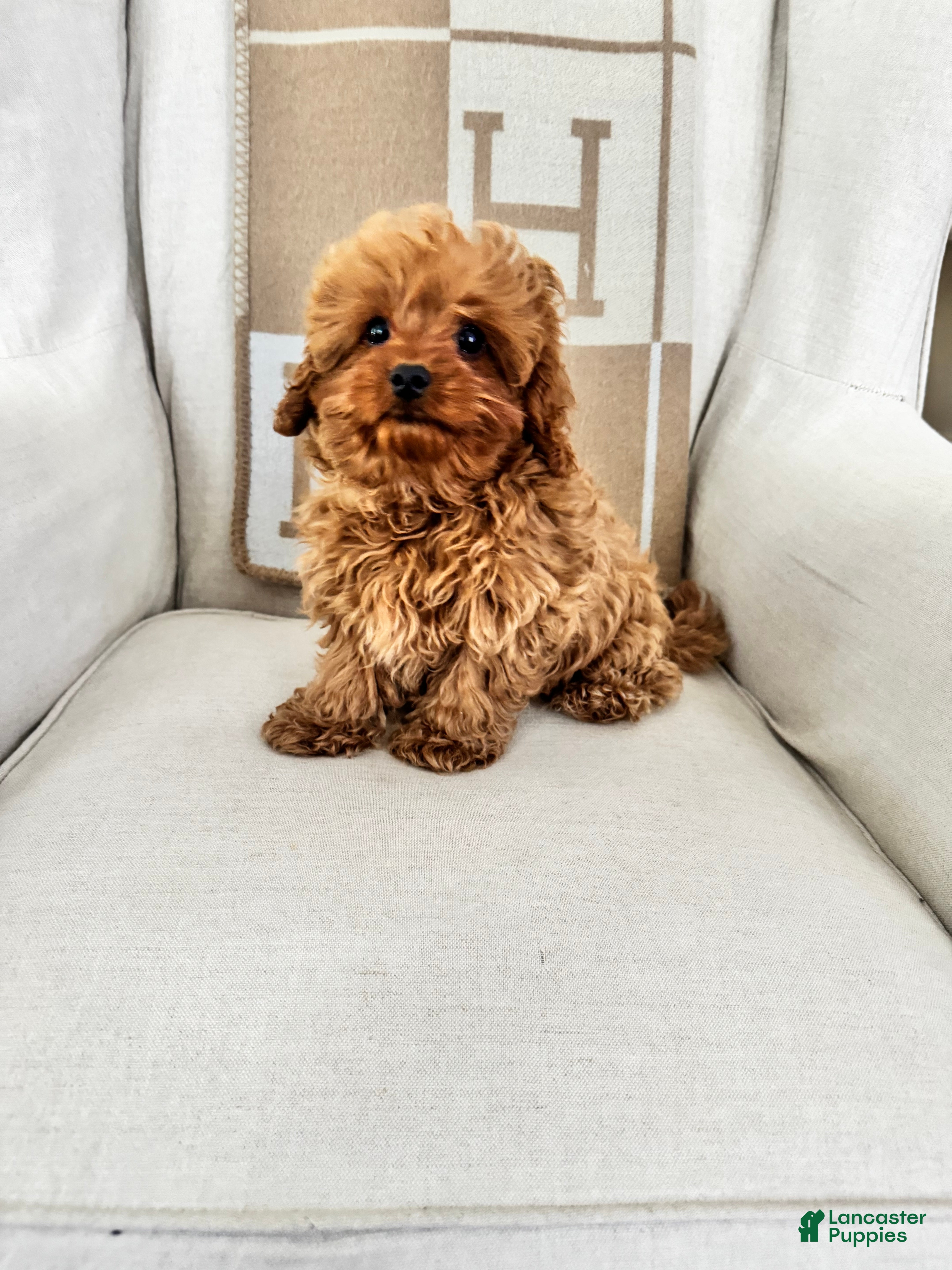 Cavapoo dogs Cami - Ad 2