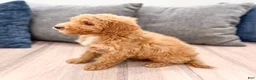 Miniature Labradoodle dogs for sale: Kate - Ad 5