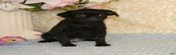 Brussels Griffon dogs for sale: Baxter - AKC - Ad 9