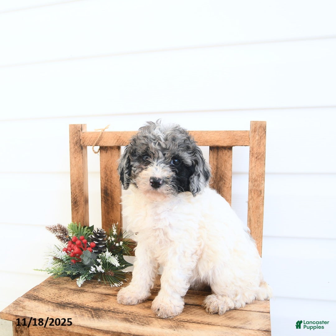 Miniature Poodle dogs for sale: Brooke - Ad 3