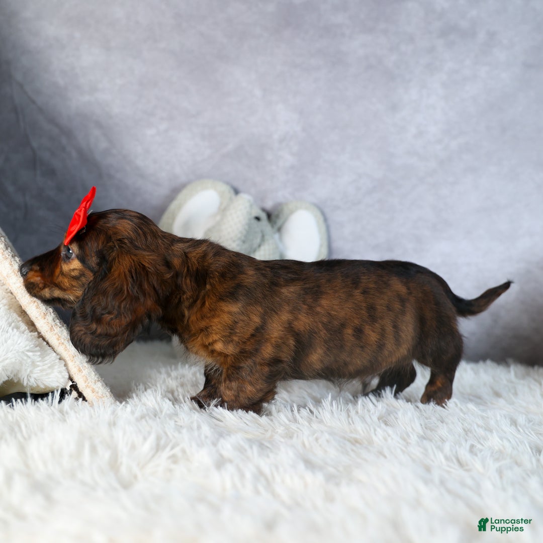 Miniature Dachshund dogs for sale: Felix - Ad 9