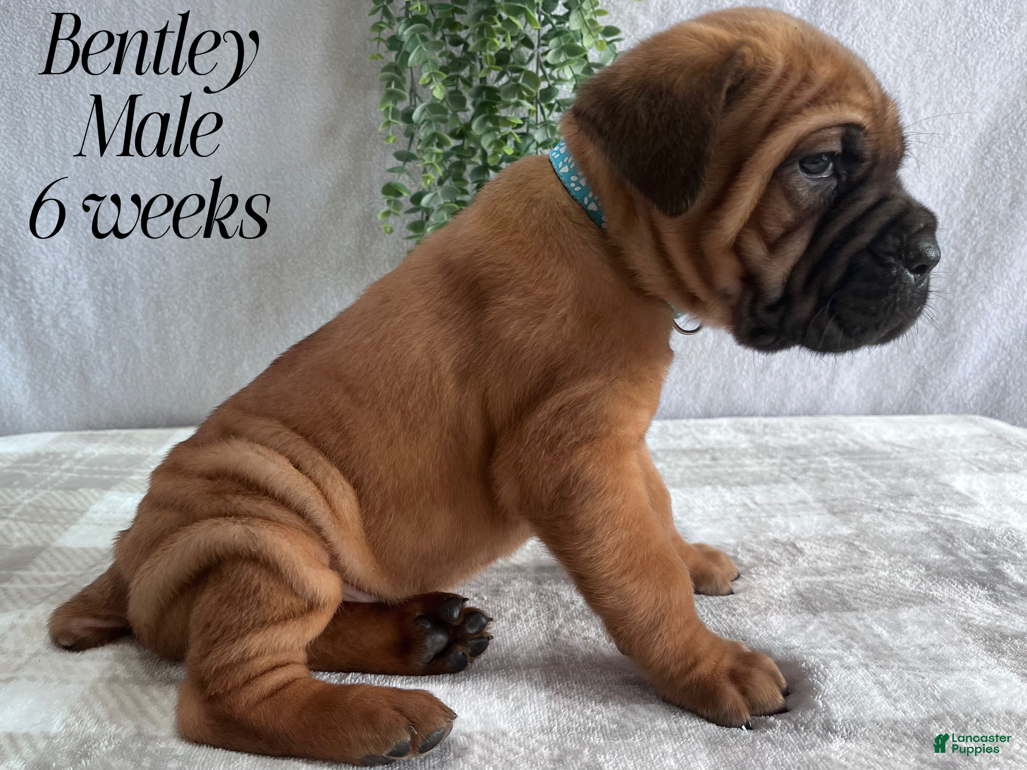 Cane Corso dogs Bentley - Ad 2