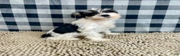 Miniature Schnauzer dogs for sale: Shelly - Ad 3