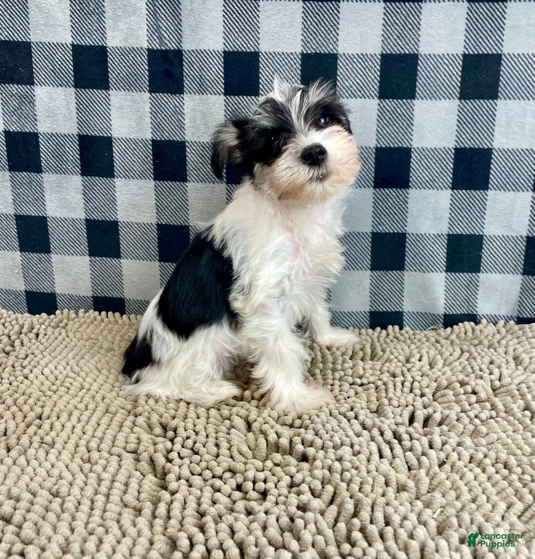 Miniature Schnauzer dogs for sale: Shelly - Ad 3