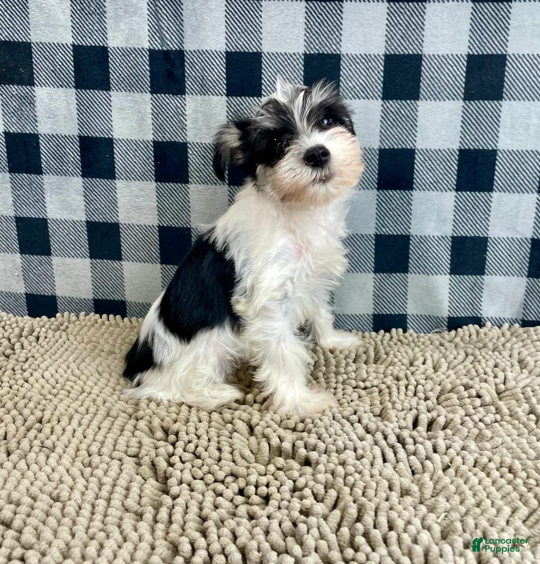 Miniature Schnauzer dogs for sale: Shelly - Ad 3