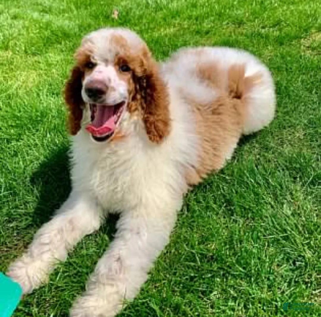 Goldendoodle dogs for sale: Daisy - Ad 5