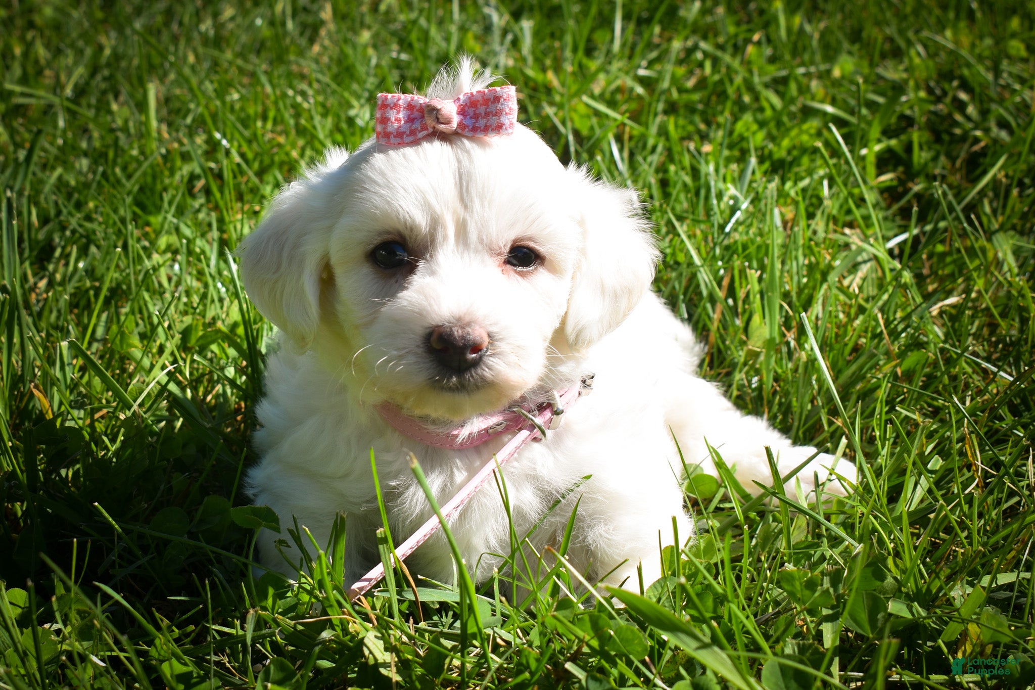 Maltese dogs Dream🌸 - Ad 1