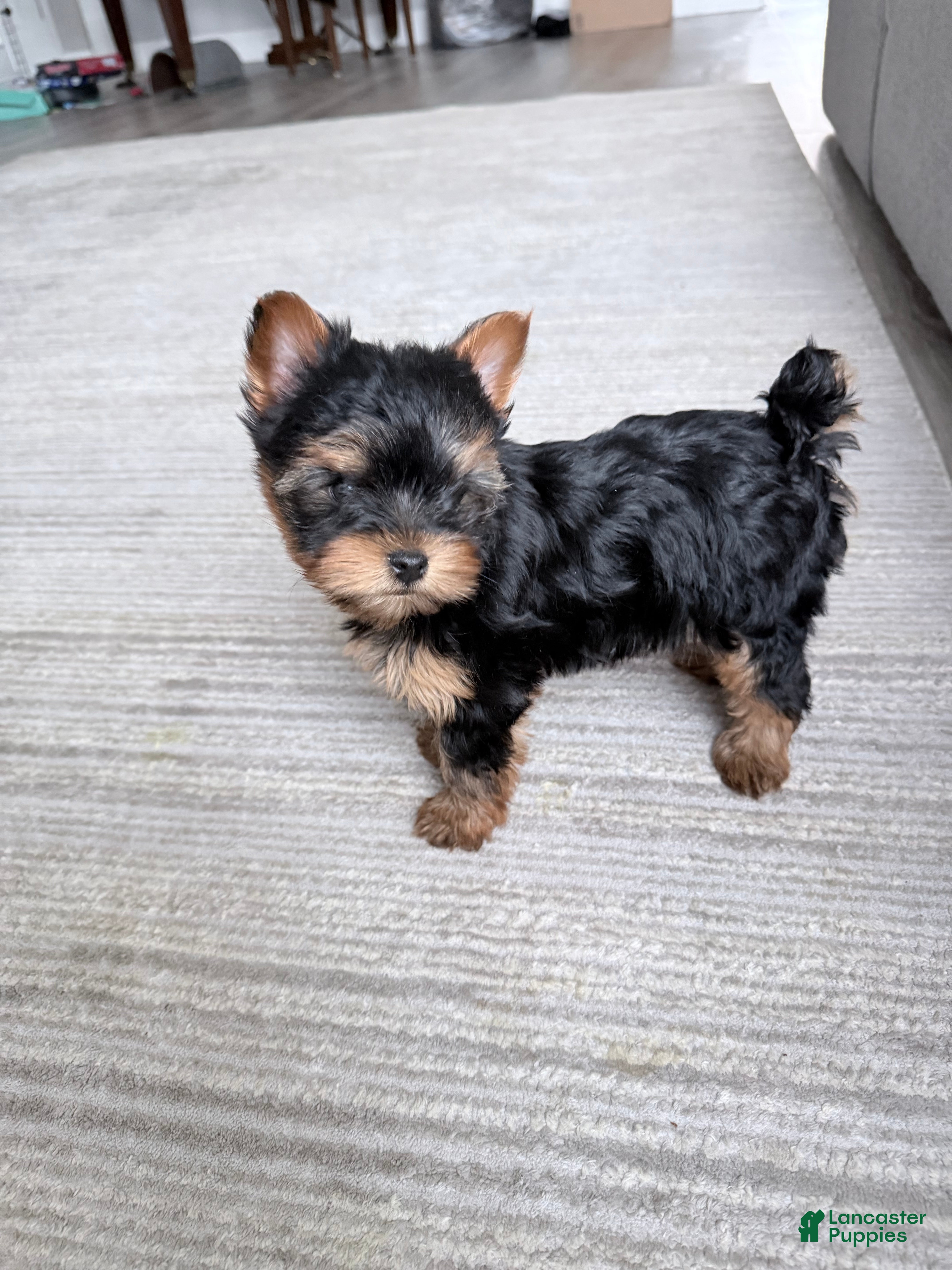 Yorkshire Terrier dogs Yorkshire Terrier Puppy 1 - Ad 2