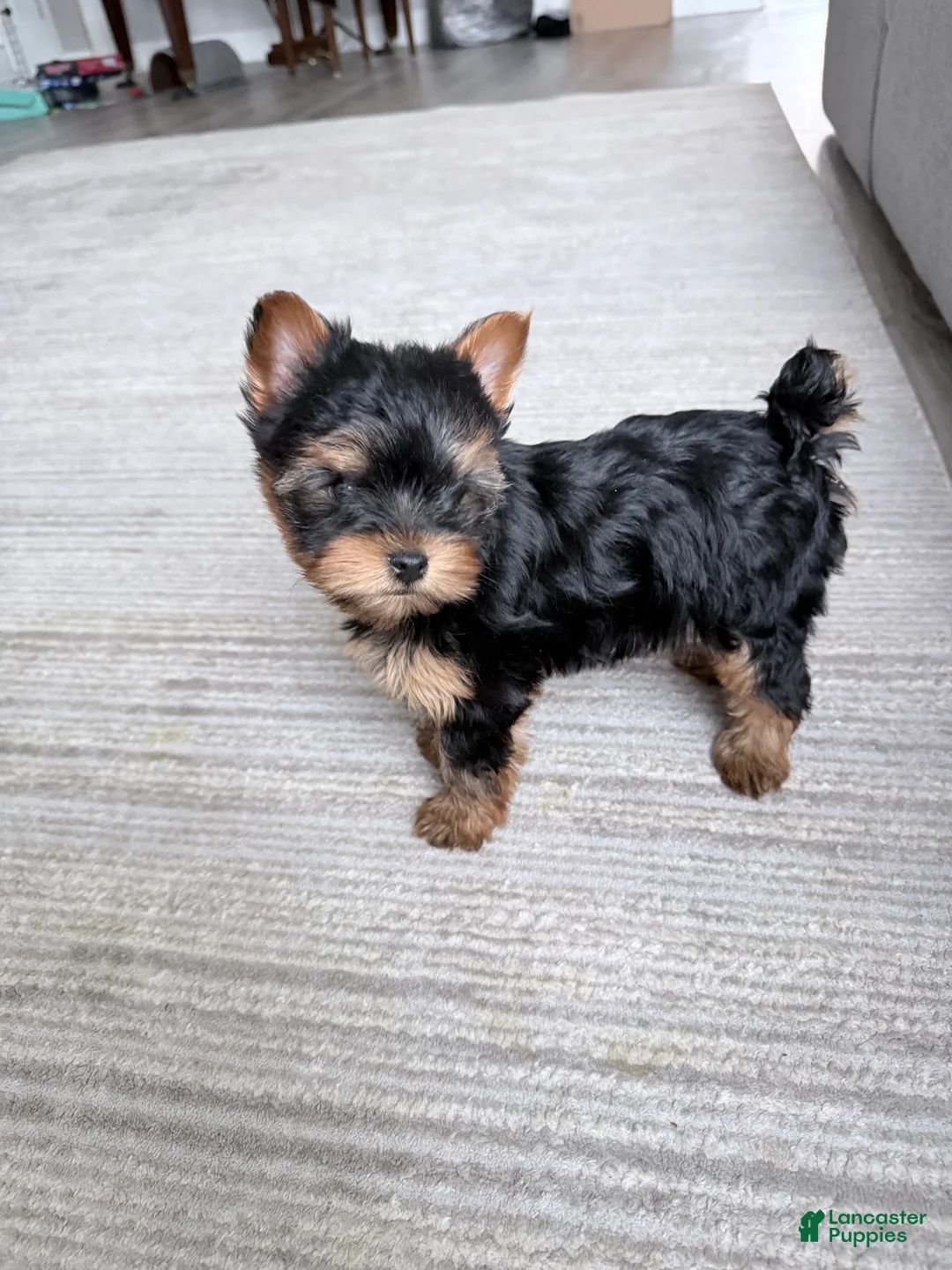Yorkshire Terrier dogs for sale: Yorkshire Terrier Puppy 1 - Ad 2