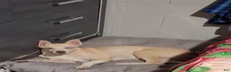 Siberian Husky dogs for sale: Siberian Husky 1 - Ad 1