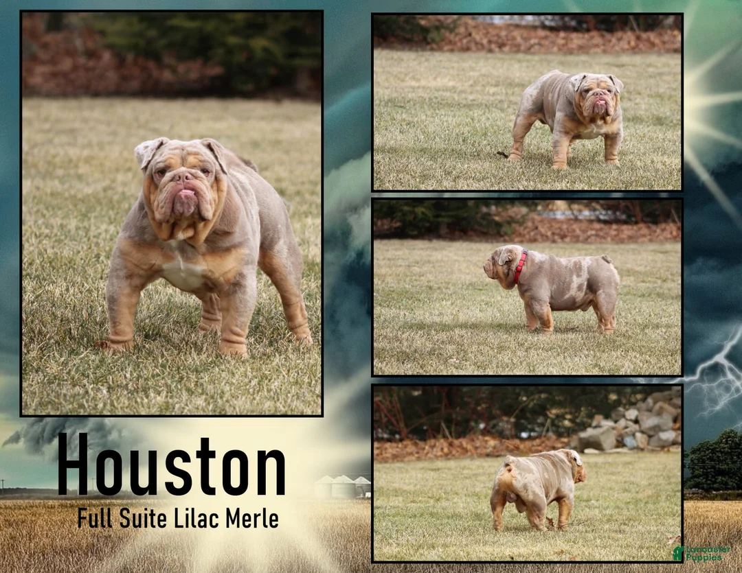 English Bulldog dogs for sale: Pearl - Ad 9