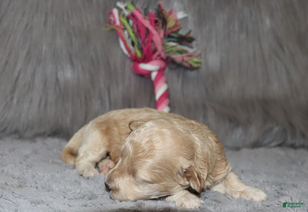 Havapoo dogs for sale: Apple Toy Size👨‍👨‍👦‍👦💞🐕 - Ad 28