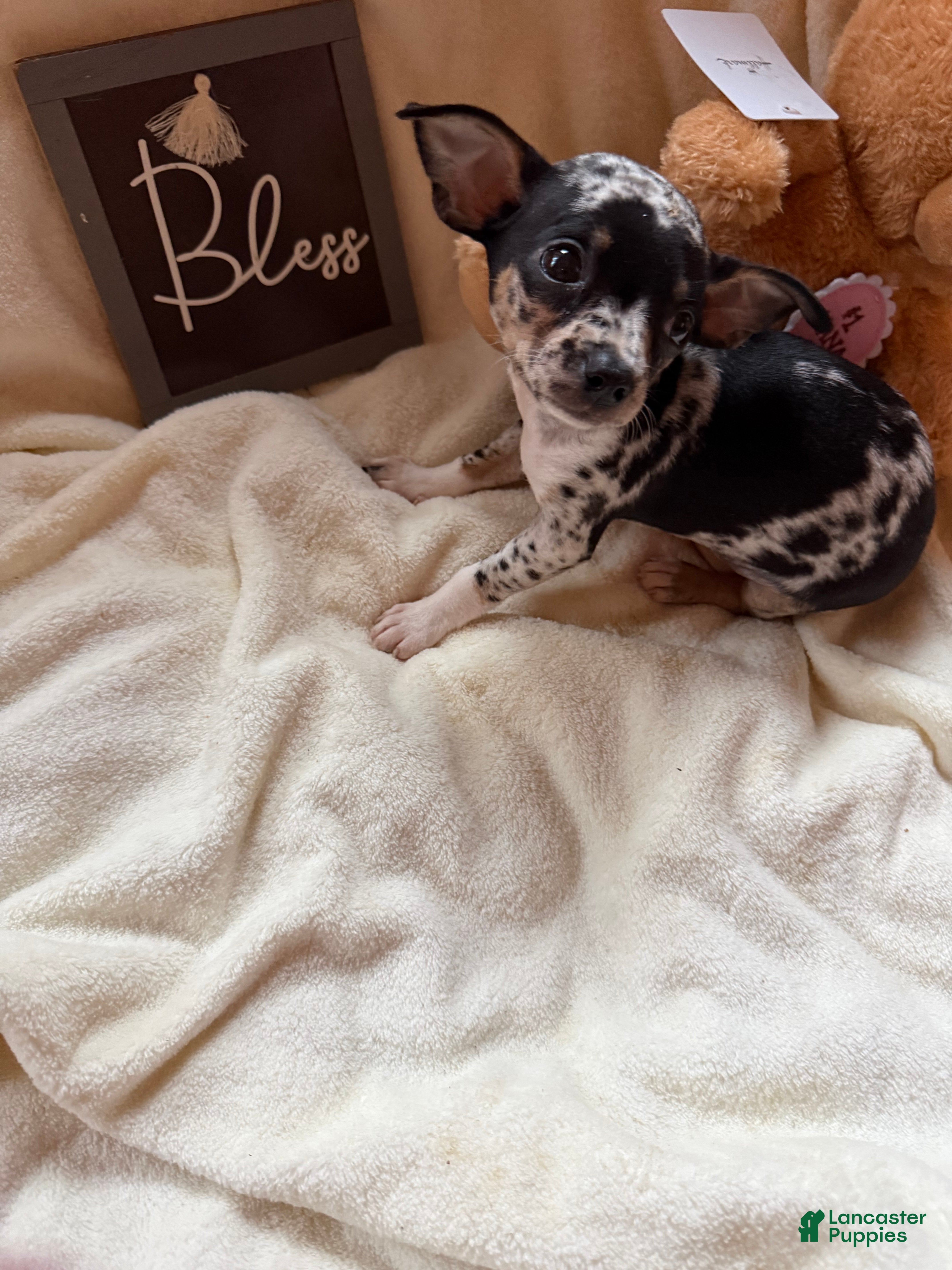 Chihuahua dogs Bandit - Ad 2